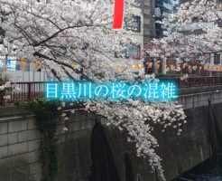 目黒川　桜　